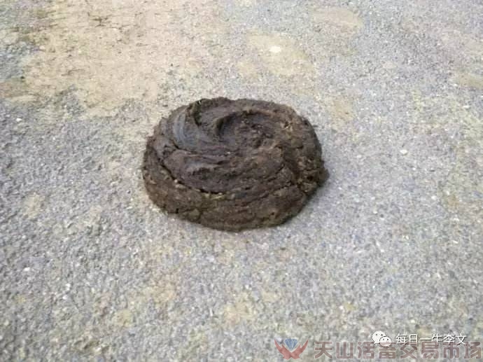 怎樣看出牛患病了？告訴你6個簡略易用的小竅門（養牛菜鳥進）（圖七）