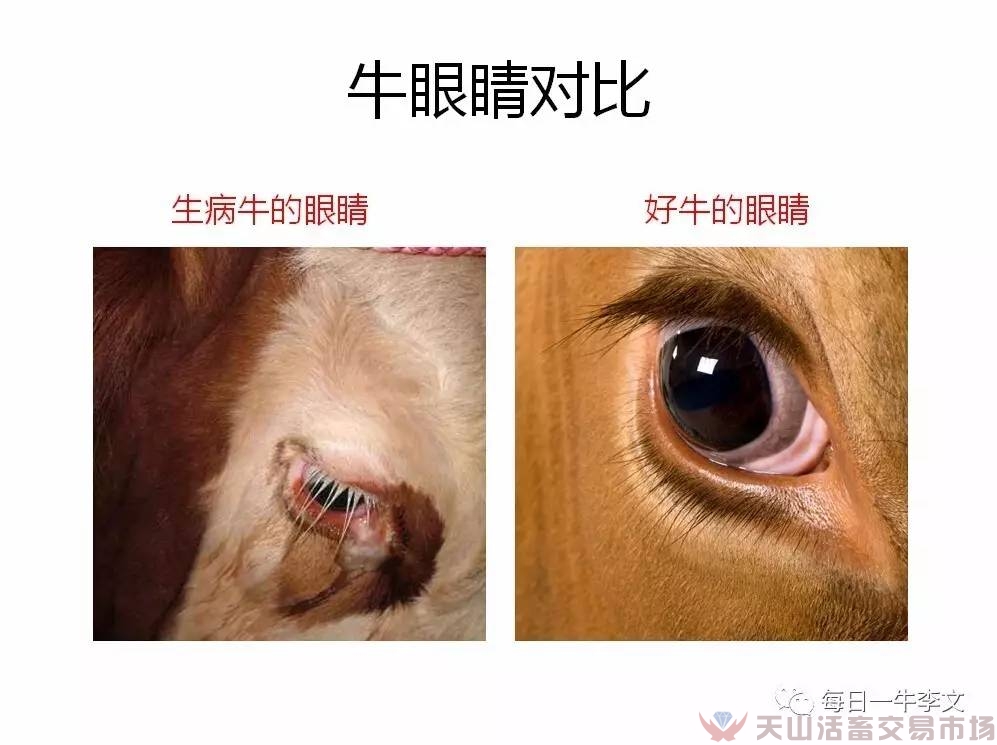 怎樣看出牛患病了？告訴你6個簡略易用的小竅門（養牛菜鳥進）（圖四）